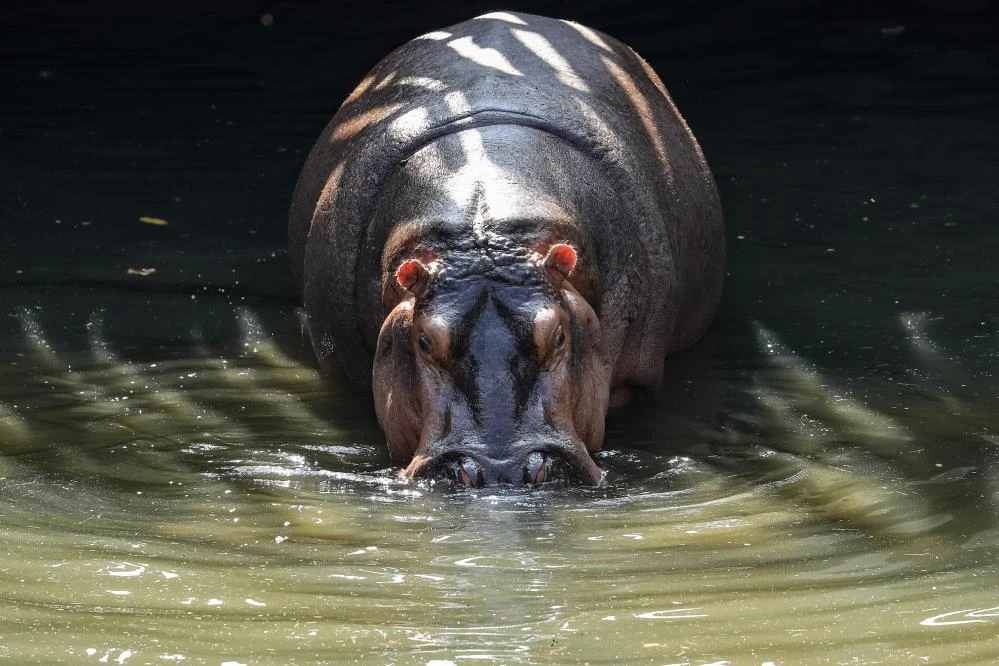 Su aygırları Covid-19'a yakalandı! Dünya'da bir ilk